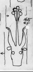 DE2220-Codst_220_125 - Typ:0 - ID: 17838 - Eintrag Nr.: 11 Wasserzeichen DE2220-Codst_220_125