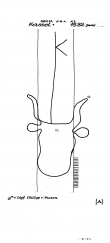 DE4620-PO-63640 - Typ:1 - ID: 38333 - Eintrag Nr.: 13 Wasserzeichen DE4620-PO-63640