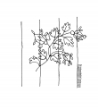DE4860-Vollers_49_II - Typ:0 - ID: 42886 - Eintrag Nr.: 36 Wasserzeichen DE4860-Vollers_49_II