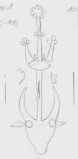 DE5580-Cgm5340_101 - Typ:0 - ID: 44517 - Eintrag Nr.: 9 Wasserzeichen DE5580-Cgm5340_101