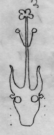 DE5580-Clm14088_XXXXXXX - Typ:0 - ID: 44814 - Eintrag Nr.: 46 Wasserzeichen DE5580-Clm14088_XXXXXXX