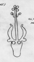 DE5580-Clm14142_XX - Typ:0 - ID: 45067 - Eintrag Nr.: 47 Wasserzeichen DE5580-Clm14142_XX