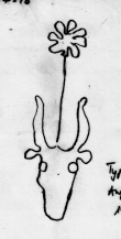 DE5580-Clm14196_X - Typ:0 - ID: 45200 - Eintrag Nr.: 23 Wasserzeichen DE5580-Clm14196_X
