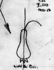 DE5580-Clm14255_XXXXXXX - Typ:0 - ID: 45368 - Eintrag Nr.: 8 Wasserzeichen DE5580-Clm14255_XXXXXXX