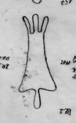 Wasserzeichen DE5580-Clm28616_2