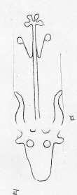DE5580-Clm3710_III - Typ:0 - ID: 46142 - Eintrag Nr.: 56 Wasserzeichen DE5580-Clm3710_III
