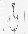 DE5580-Clm3797_1 - Typ:0 - ID: 46296 - Eintrag Nr.: 25 Wasserzeichen DE5580-Clm3797_1