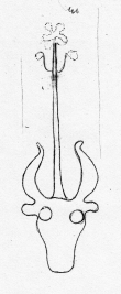 DE5580-Clm3815_41 - Typ:0 - ID: 46352 - Eintrag Nr.: 58 Wasserzeichen DE5580-Clm3815_41