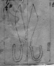 Wasserzeichen DE5580-Codgraec439_VSII