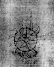 Wasserzeichen DE5655-Cim47_13