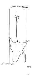 DE8085-PO-61281 - Typ:1 - ID: 71049 - Eintrag Nr.: 170 Wasserzeichen DE8085-PO-61281