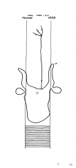 DE8085-PO-63623 - Typ:1 - ID: 72118 - Eintrag Nr.: 25 Wasserzeichen DE8085-PO-63623
