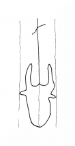 Wasserzeichen DE8100-CodTheol2287_999b