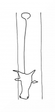 Wasserzeichen DE8100-CodTheol2297_999a