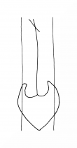 Wasserzeichen DE8100-CodTheol2297_999b