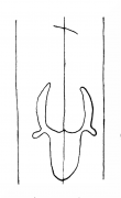 Wasserzeichen DE4200-StBlasien96_135