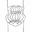 DE5580-Codgraec138a_33 - Typ:0 - ID: 104215 - Eintrag Nr.: 113 Wasserzeichen DE5580-Codgraec138a_33