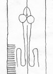 Wasserzeichen DE5580-Codgraec159_149