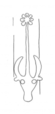 DE4860-Ms499_216 - Typ:0 - ID: 105951 - Eintrag Nr.: 10 Wasserzeichen DE4860-Ms499_216