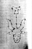 Wasserzeichen DE5580-2Incca1882-2_E7