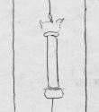 Wasserzeichen DE5580-Codgraec170_233