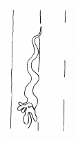 DE8100-CodHist2271_999b - Typ:0 - ID: 108225 - Eintrag Nr.: 65 Wasserzeichen DE8100-CodHist2271_999b
