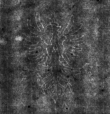 DE4815-DNB-L-WZ-0000163 - Typ:1 - ID: 108433 - Eintrag Nr.: 78 Wasserzeichen DE4815-DNB-L-WZ-0000163