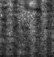DE4815-DNB-L-WZ-0000167 - Typ:1 - ID: 108448 - Eintrag Nr.: 82 Wasserzeichen DE4815-DNB-L-WZ-0000167