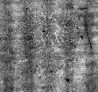DE4815-DNB-L-WZ-0000171 - Typ:1 - ID: 108461 - Eintrag Nr.: 86 Wasserzeichen DE4815-DNB-L-WZ-0000171