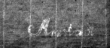 DE4815-DNB-L-WZ-0000556 - Typ:1 - ID: 110116 - Eintrag Nr.: 15 Wasserzeichen DE4815-DNB-L-WZ-0000556