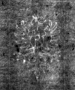 DE4815-DNB-L-WZ-0000725 - Typ:1 - ID: 111790 - Eintrag Nr.: 44 Wasserzeichen DE4815-DNB-L-WZ-0000725
