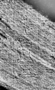 DE0960-Mtlf714_210 - Typ:0 - ID: 112348 - Eintrag Nr.: 161 Wasserzeichen DE0960-Mtlf714_210