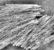 DE7260-Mss.theol.42_42 - Typ:0 - ID: 112532 - Eintrag Nr.: 217 Wasserzeichen DE7260-Mss.theol.42_42