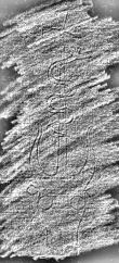 DE7260-Mss.theol.43_1 - Typ:0 - ID: 112533 - Eintrag Nr.: 89 Wasserzeichen DE7260-Mss.theol.43_1