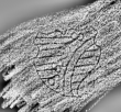 DE0960-Mm249_200 - Typ:0 - ID: 113768 - Eintrag Nr.: 86 Wasserzeichen DE0960-Mm249_200