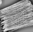 DE0960-Mm249_351 - Typ:0 - ID: 113778 - Eintrag Nr.: 87 Wasserzeichen DE0960-Mm249_351