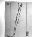 Wasserzeichen DE4815-DNB-L-WZ-0001350