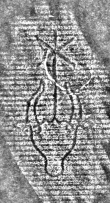 DE0960-Hdschr.208_1 - Typ:0 - ID: 114833 - Eintrag Nr.: 101 Wasserzeichen DE0960-Hdschr.208_1