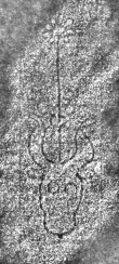 DE0960-Hdschr.214_343 - Typ:0 - ID: 114852 - Eintrag Nr.: 61 Wasserzeichen DE0960-Hdschr.214_343