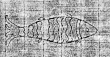 DE0945-Graun3100_7v - Typ:0 - ID: 115524 - Eintrag Nr.: 5 Wasserzeichen DE0945-Graun3100_7v