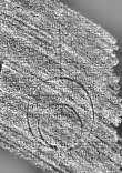 DE0960-4Inc354_999a - Typ:0 - ID: 115855 - Eintrag Nr.: 21 Wasserzeichen DE0960-4Inc354_999a