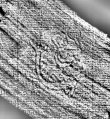 DE0960-4Inc843.5_126 - Typ:0 - ID: 116024 - Eintrag Nr.: 27 Wasserzeichen DE0960-4Inc843.5_126
