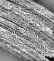 DE0960-4Inc843.5_131 - Typ:0 - ID: 116025 - Eintrag Nr.: 28 Wasserzeichen DE0960-4Inc843.5_131