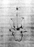 DE5580-2Incca796b_a4 - Typ:0 - ID: 116195 - Eintrag Nr.: 2 Wasserzeichen DE5580-2Incca796b_a4