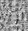 DE5580-2Incca2645_ii2 - Typ:0 - ID: 116422 - Eintrag Nr.: 250 Wasserzeichen DE5580-2Incca2645_ii2