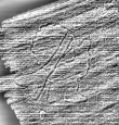 DE0960-Mgf1320_416 - Typ:0 - ID: 116978 - Eintrag Nr.: 128 Wasserzeichen DE0960-Mgf1320_416