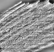 DE0960-Mlf768_203 - Typ:0 - ID: 117052 - Eintrag Nr.: 222 Wasserzeichen DE0960-Mlf768_203