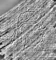 DE0960-Mtlf103_155 - Typ:0 - ID: 117129 - Eintrag Nr.: 60 Wasserzeichen DE0960-Mtlf103_155