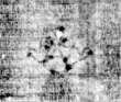 DE5580-2Incca3673_y8 - Typ:0 - ID: 118617 - Eintrag Nr.: 145 Wasserzeichen DE5580-2Incca3673_y8
