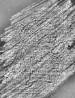 DE4440-701.214_1 - Typ:0 - ID: 119903 - Eintrag Nr.: 62 Wasserzeichen DE4440-701.214_1